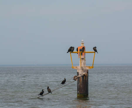 Cormorant on lighthouseの写真素材