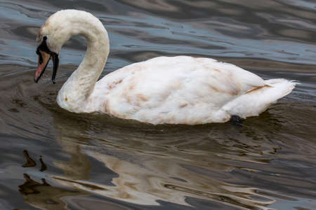Swan floating on lakeの写真素材