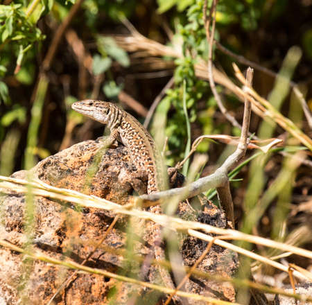 Green lizard (Reptile Podarcis Siculus)の写真素材