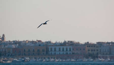 Seagull in flightの写真素材