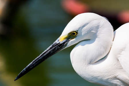 little egret (egretta garzetta)の写真素材