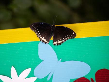 Beautiful tropical butterfly, Thailandの写真素材