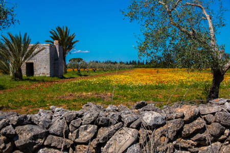 Mediterranean landscape whit olive trees, red poppies, yellow daisies and stone walls in Salento, Italyの写真素材
