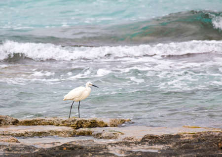 Egretta garzetta near ionian sea, south italyの写真素材