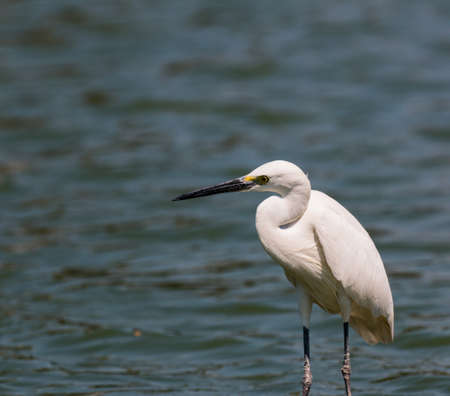 little egret (egretta garzetta)の写真素材