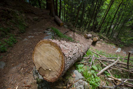 Fallen tree on a mountain path on the Italian Alps, no people are visible.の写真素材