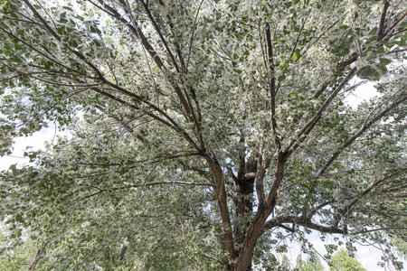 Pollen allergy concept with a tree full of pollen filling the frame entirely. No people are visible.の写真素材