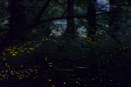 Night shot of fireflies flying in a wood during summer.の写真素材