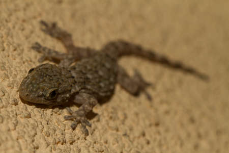 Macro shot of a common house gecko, hanging on a wall.の写真素材