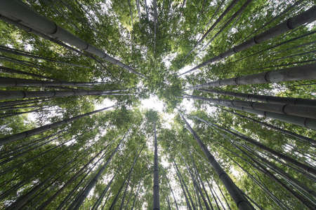 Wide angle view of a bamboo forest during daylight, no people are visible.の写真素材