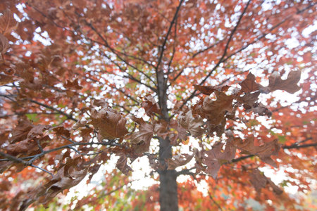 Detail of a red maple with vibrant red leaves during autumn. No people are visible.