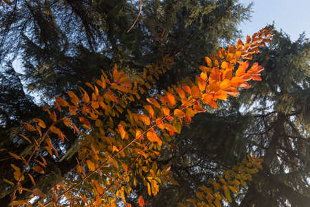 Detail of a red maple with vibrant red leaves during autumn. No people are visible.の写真素材