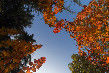 Detail of a red maple with vibrant red leaves during autumn. No people are visible.