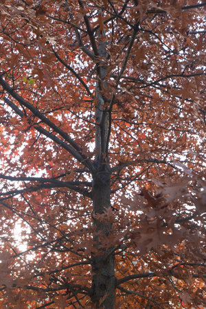 Detail of a red maple with vibrant red leaves during autumn. No people are visible.