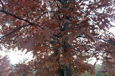 Detail of a red maple with vibrant red leaves during autumn. No people are visible.