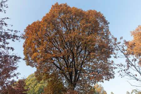 Detail of a red maple with vibrant red leaves during autumn. No people are visible.の写真素材