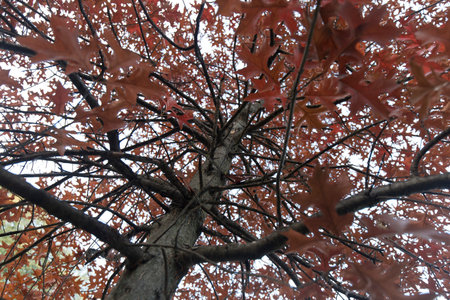 Detail of a red maple with vibrant red leaves during autumn. No people are visible.