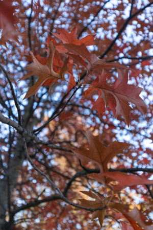 Detail of a red maple with vibrant red leaves during autumn. No people are visible.