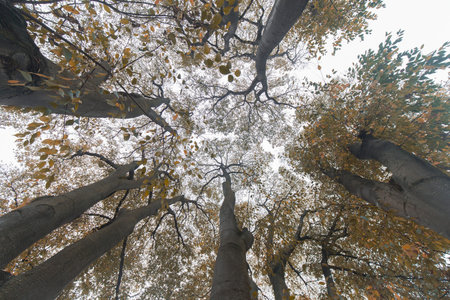 Looking up into autumn trees foliage, no people are visible.