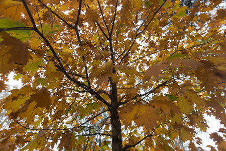 Natural shot of red maple tree dried leaves in autumn, no people are visible.