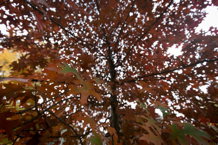 Natural shot of red maple tree dried leaves in autumn, no people are visible.