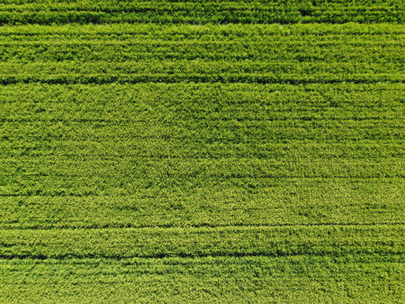 Aerial view of green agricultural field. Agricultural landscape in Poland.