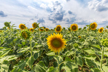 Close up on sunflowers growing in a field in italian countryside during summer, background is a serene sky with sunlight.の写真素材
