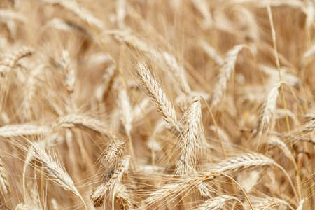 Close up detail of a crop field of barley in sunlight.の写真素材