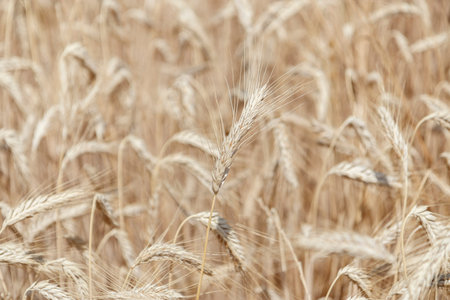 Close up detail of a crop field of barley in sunlight.