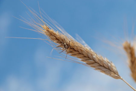 Macro shot of a female spider with eggs, nesting on a crop of barley in a field.の写真素材