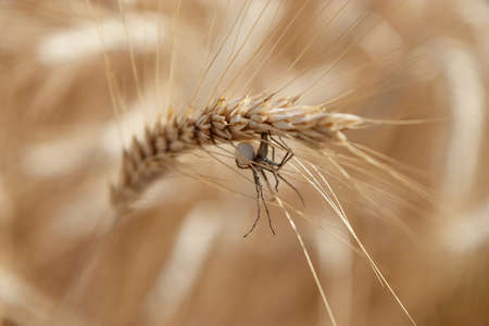 Macro shot of a female spider with eggs, nesting on a crop of barley in a field.の写真素材