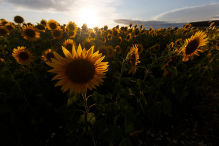 Detail of a sunflower field during sunset, no people are visible.