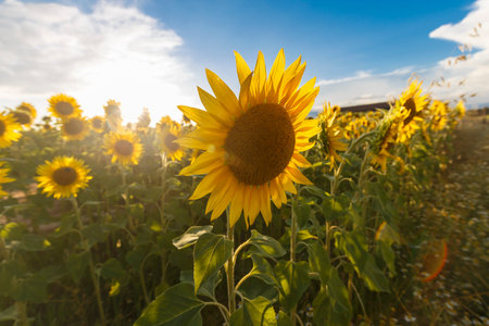 Detail of a sunflower field during sunset, no people are visible.の写真素材