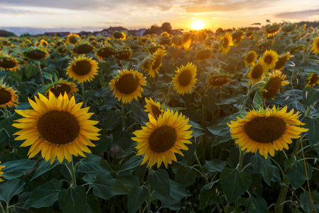 Detail of a sunflower field during sunset, no people are visible.