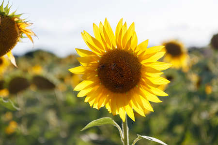 Detail of a sunflower field during sunset, no people are visible.の写真素材