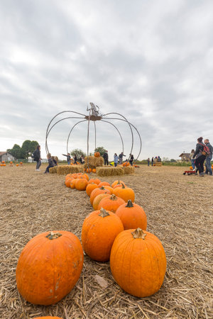 Pumpkin patch on a cloudy day in autumn.