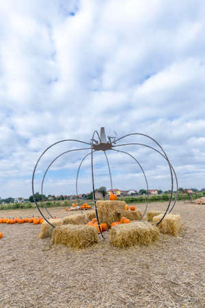 Pumpkin patch on sunny Autumn day with cloudy sky background.の写真素材