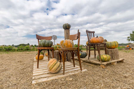 Pumpkin patch on sunny autumn day. Halloween decoration in local farm.の写真素材