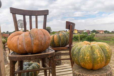 Pumpkins on a rustic wooden chair in the garden.の写真素材