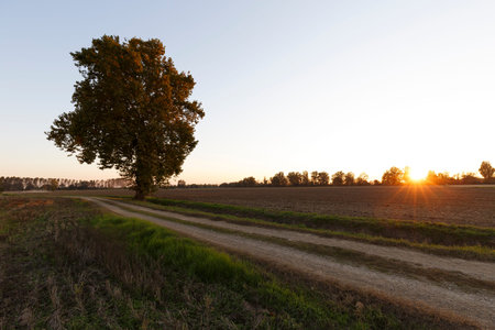 Sunset over a plowed agricultural field and a tree in the foregroundの写真素材