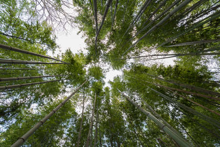 Wide angle shot of a bamboo forest with motion blur caused by strong wind.の写真素材