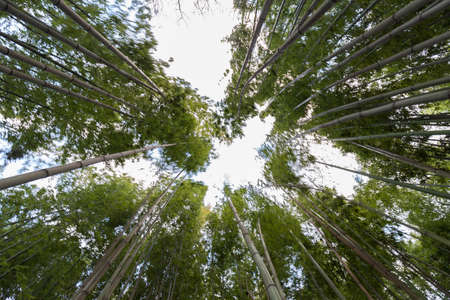 Wide angle shot of a bamboo forest with motion blur caused by strong wind.の写真素材