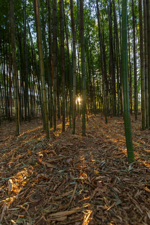 Wide angle shot of a bamboo forest with motion blur caused by strong wind.の写真素材