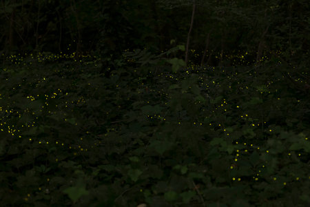 Long exposure shot of fireflies flying in the night inside bushes.