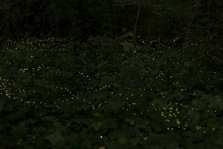 Small yellow lights in the forest at night. Natural background for design.の写真素材