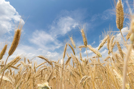 Iconic wheat field view with blue sky and clouds in the background. Agriculture of Italy, no people...