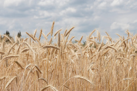 golden ears of wheat on a background of blue sky with clouds