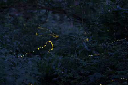 Yellow bokeh lights in the night forest. Natural background.