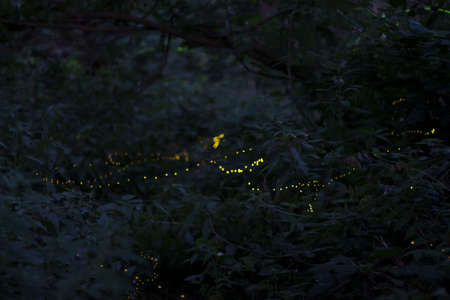 Yellow led light in the forest at night. Selective focus.の写真素材
