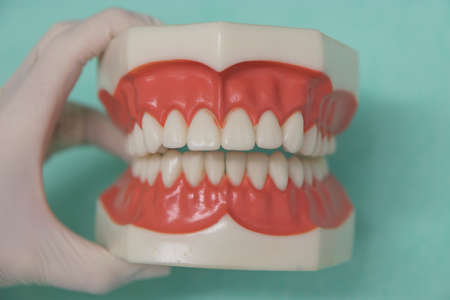 Dentist with model of teeth on color background, closeupの写真素材